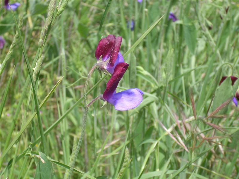 Lathyrus odoratus / Pisello odoroso